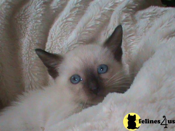 siamese_colorpoints Picture 2
